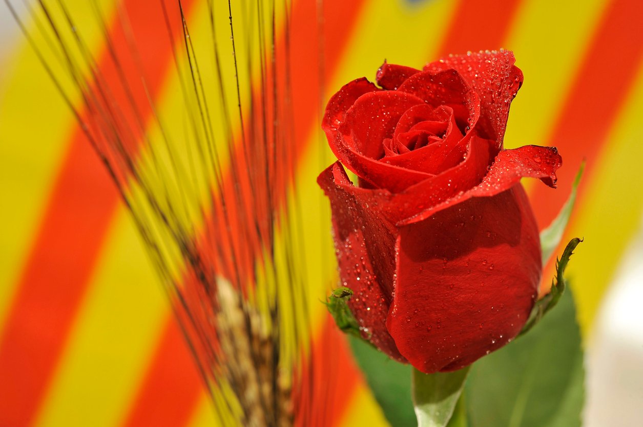 Close-up of a Sant Jordi rose with a Catalan flag in the background, symbolizing the celebration of Sant Jordi in Barcelona.