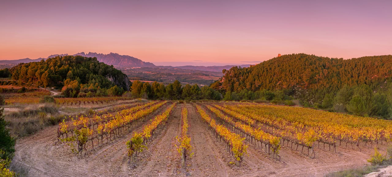 A panoramic view of a vineyard in the Penedès wine region at sunset, with rows of grapevines and the distant silhouette of Montserrat mountains under a purple-hued sky.