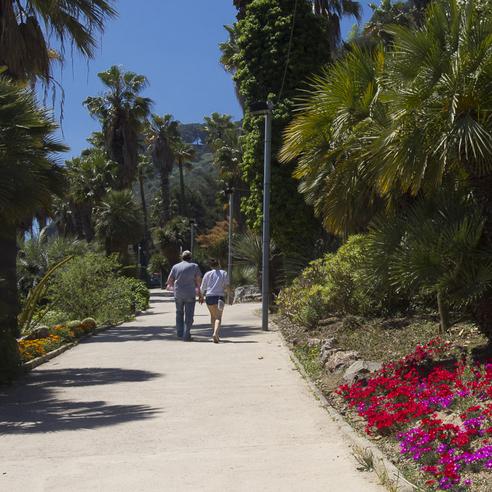 Scenic pathway in Barcelona's Botanical Garden, lined with palm trees, cacti, and vibrant flowers, with two people walking along the path.