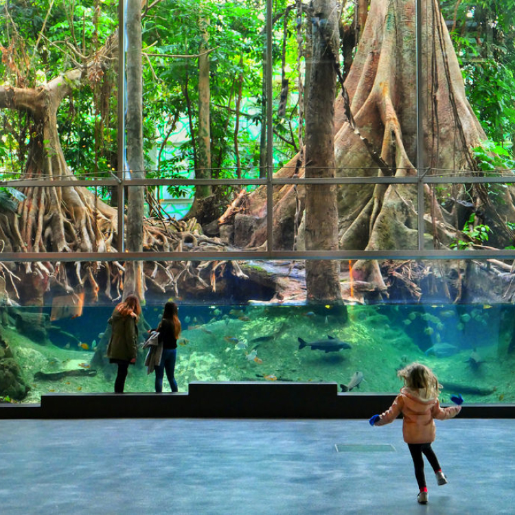 Inside the CosmoCaixa science museum in Barcelona, displaying a large aquarium with a lush tree root backdrop.