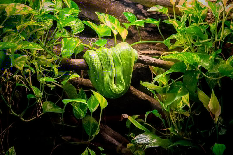Green snake on a branch in rainforest foliage.