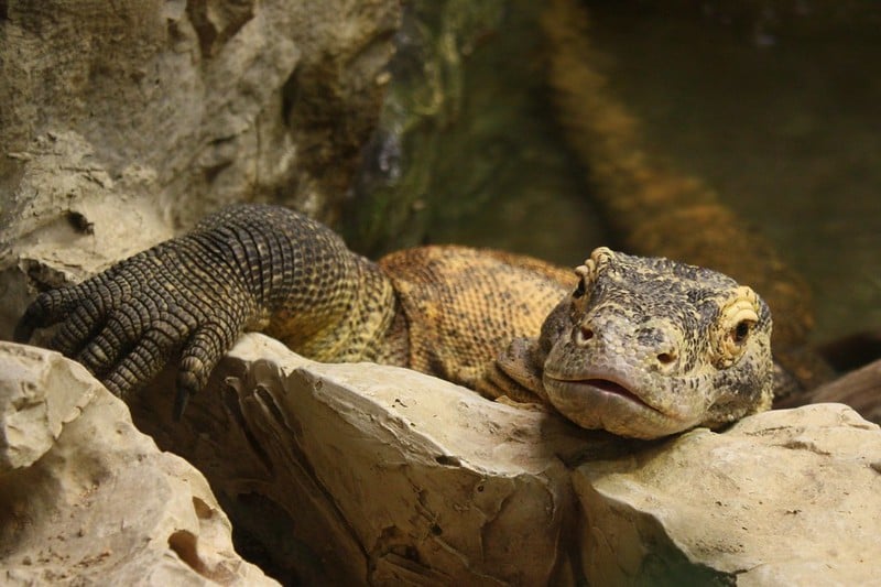 Komodo dragon resting on rocks.