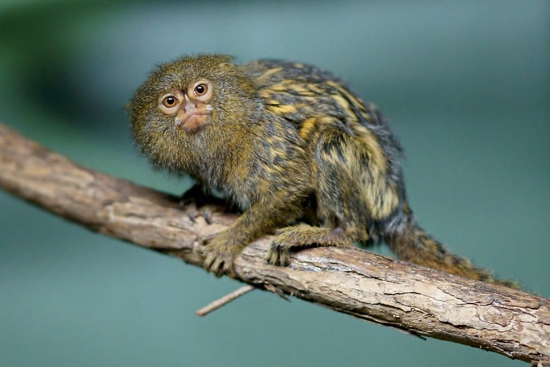 Pygmy marmoset perched on a branch with a blurred background.