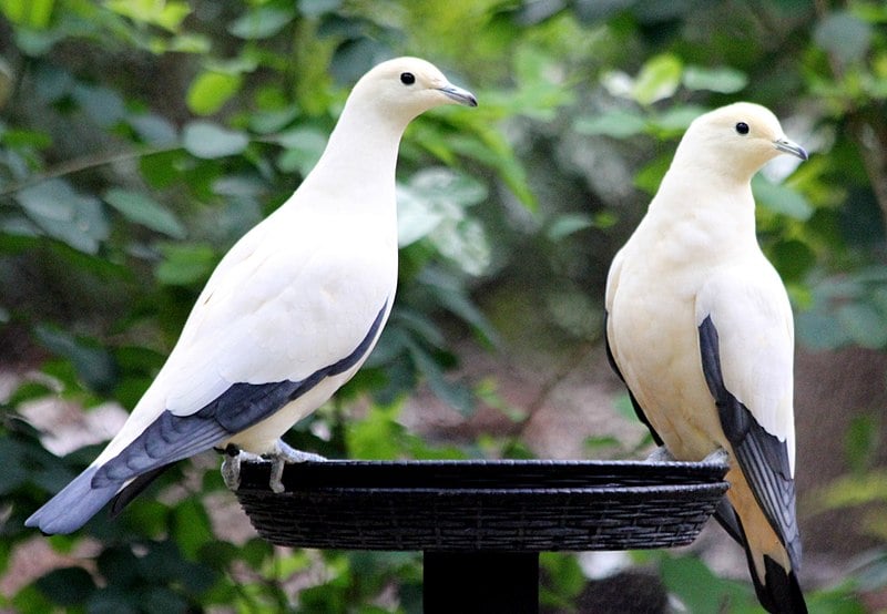 Two Pied Imperial Pigeons perched on a structure with a green leafy background.