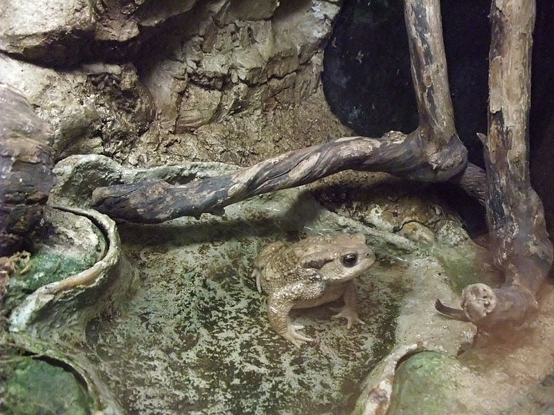 Common toad (Bufo bufo) in a natural enclosure with rocks and branches.
