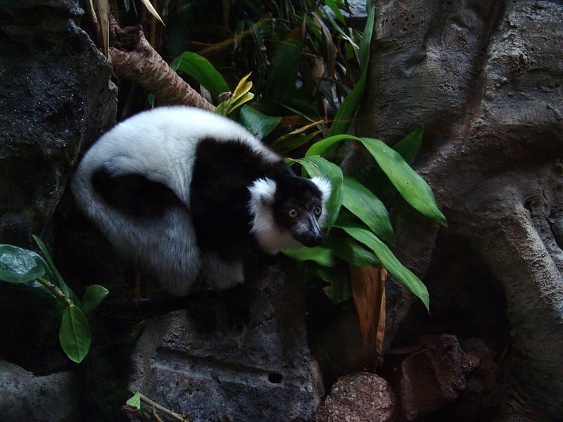 Black-and-white ruffed lemur in a lush forest habitat with green leaves and rocky surroundings.