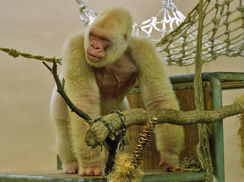 Albino gorilla Snowflake standing on a platform with ropes and branches in its enclosure.