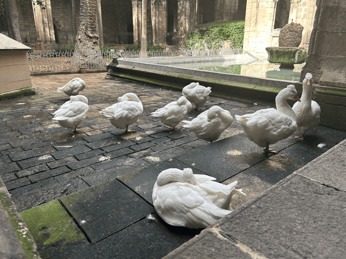 White geese in the cloister of Barcelona Cathedral with a small pond and Gothic courtyard