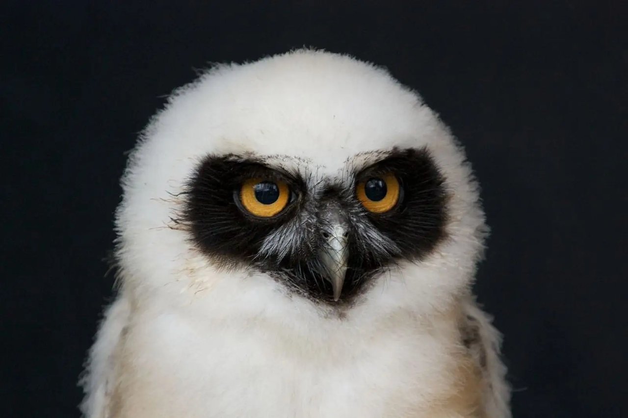 Close-up of a white owl with black markings and yellow eyes against a dark background.